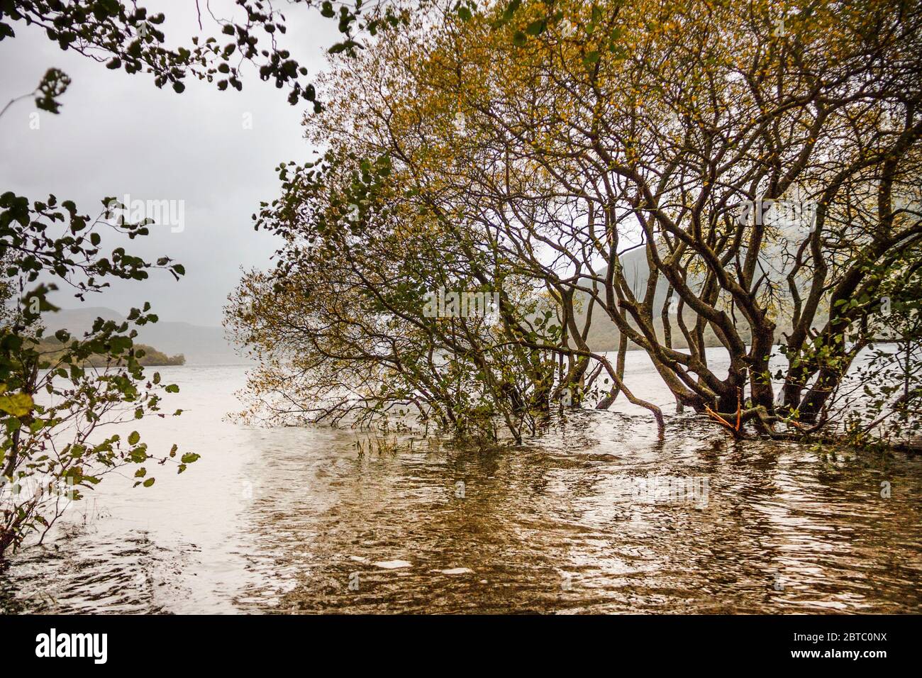 Riva del Loch Lomond a Loch Lomond e il Trossachs National Park in Scozia, Regno Unito Foto Stock