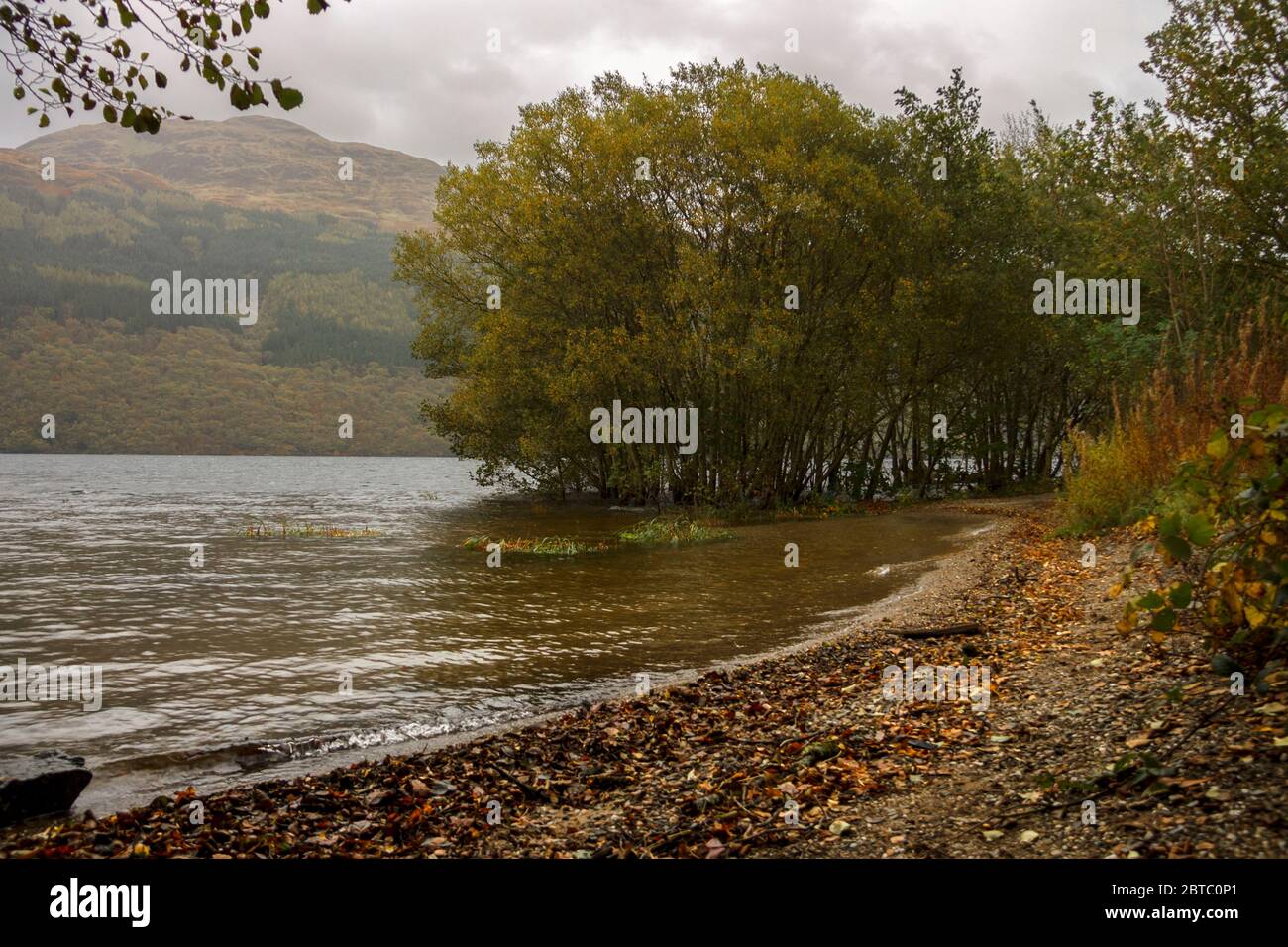 Riva del Loch Lomond a Loch Lomond e il Trossachs National Park in Scozia, Regno Unito Foto Stock