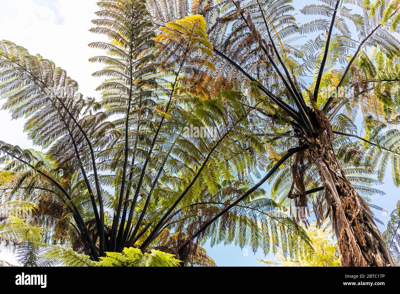 Lato inferiore di una felce di albero nera, Nuova Zelanda Foto Stock