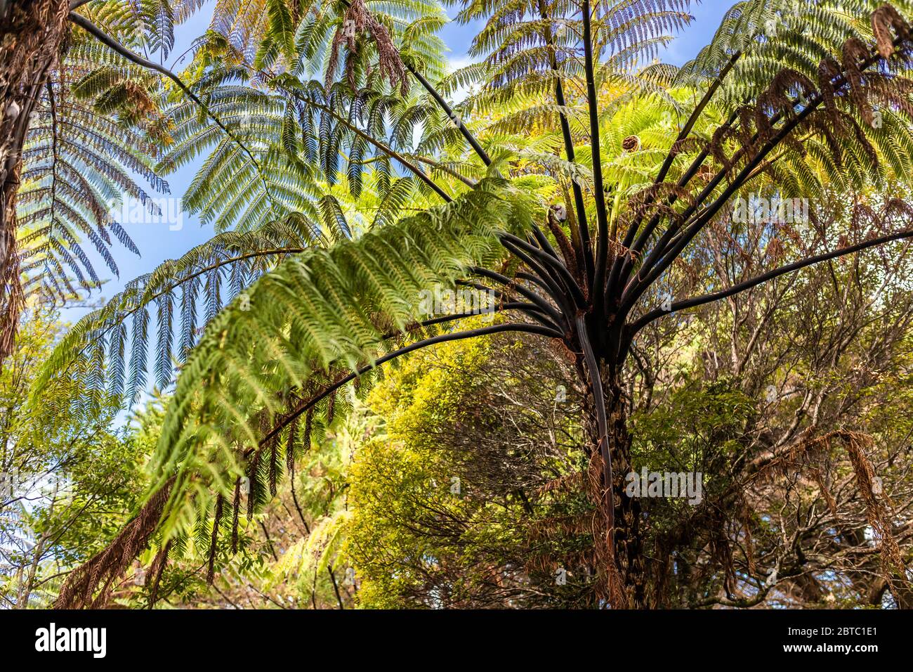Lato inferiore di una felce di albero nera, Nuova Zelanda Foto Stock