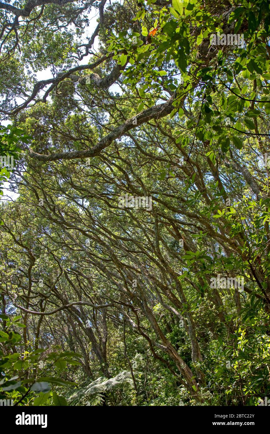 Pohutukawa foresta sopra Ohope Beach Foto Stock