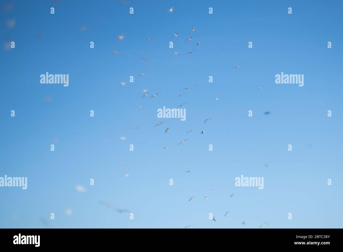 Uno sciame di gabbiani che volano in alto nel cielo. Foto Stock