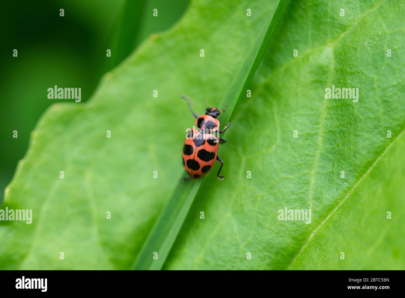 Macchiato rosa Beetle Lady su foglia Foto Stock