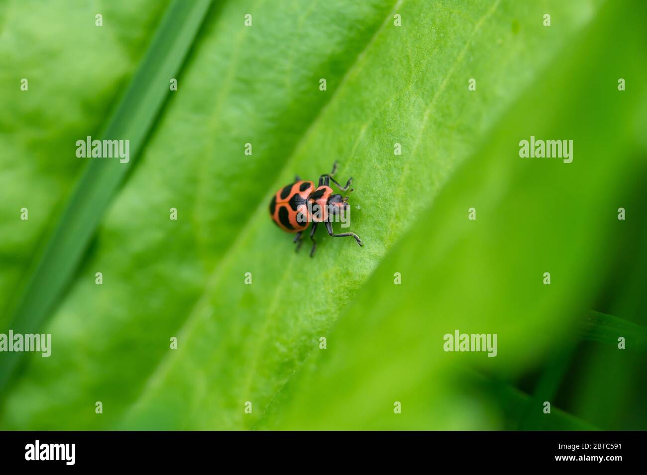 Macchiato rosa Beetle Lady su foglia Foto Stock