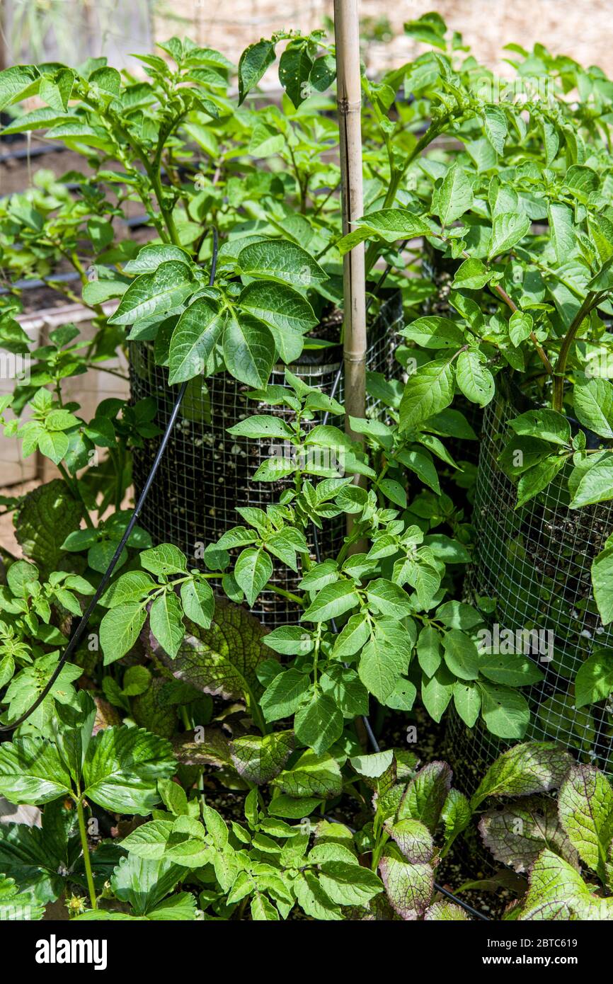 Piante di patata che crescono in gabbie di patata in Issaquah, Washington, Stati Uniti. Foto Stock