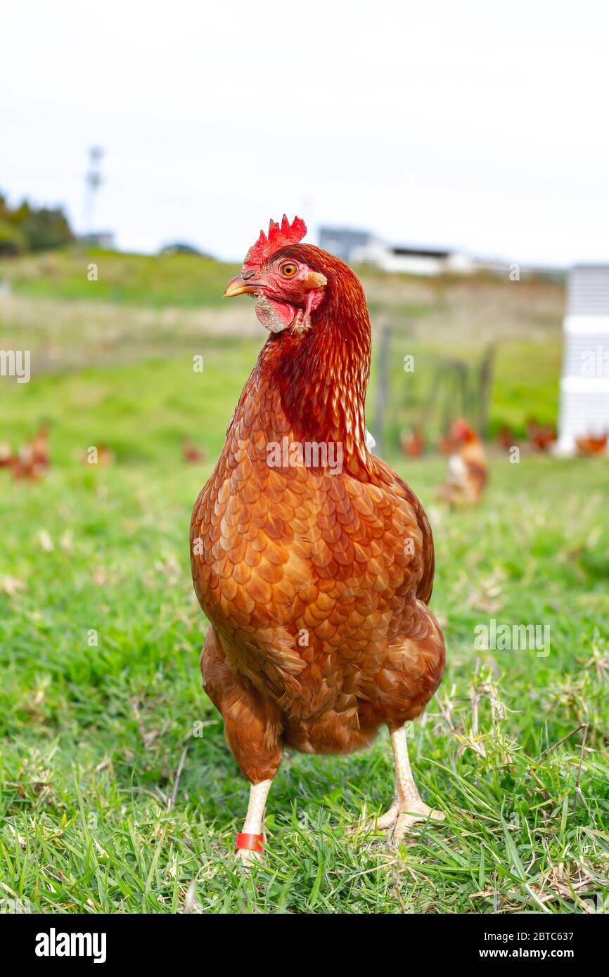 Una gallina di strato su una fattoria biologica rurale. Foto Stock