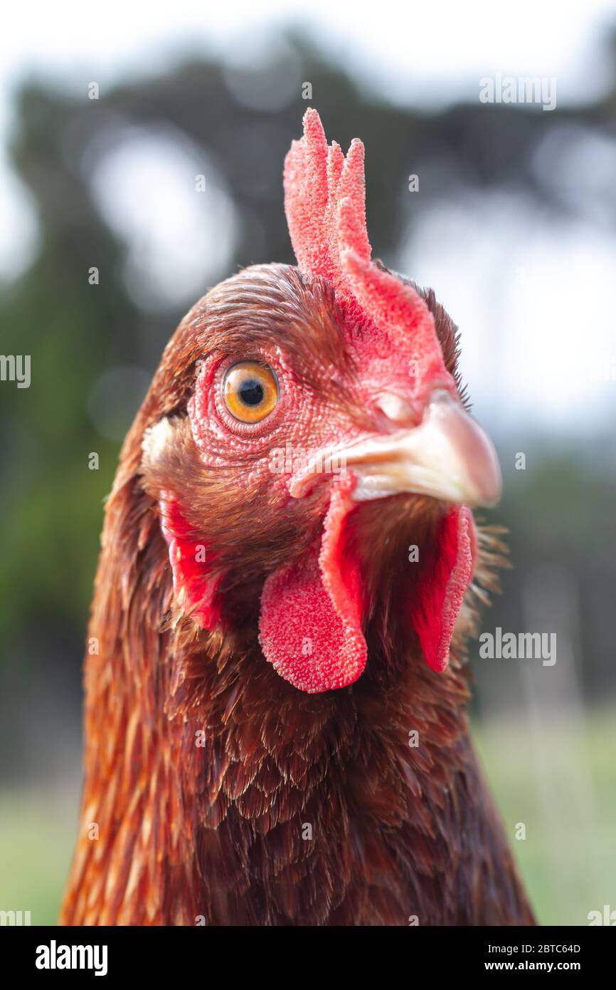 Una gallina di strato su una fattoria biologica rurale. Foto Stock