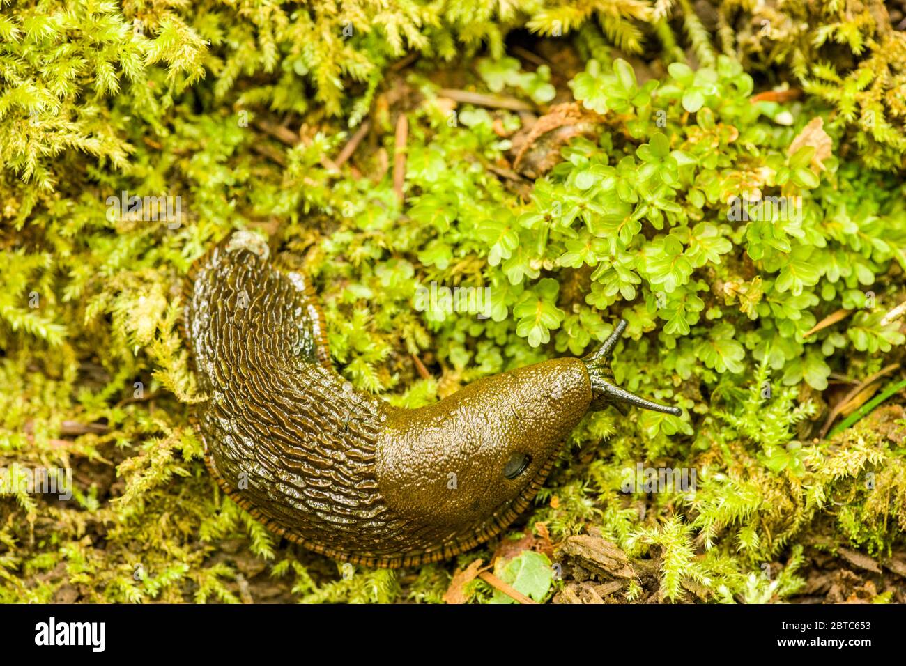 Il nero slug noto anche come nero arion, europea black slug, o grande slug nero (Arion ater), è una specie di grande slug terra, un terrestre slug i. Foto Stock