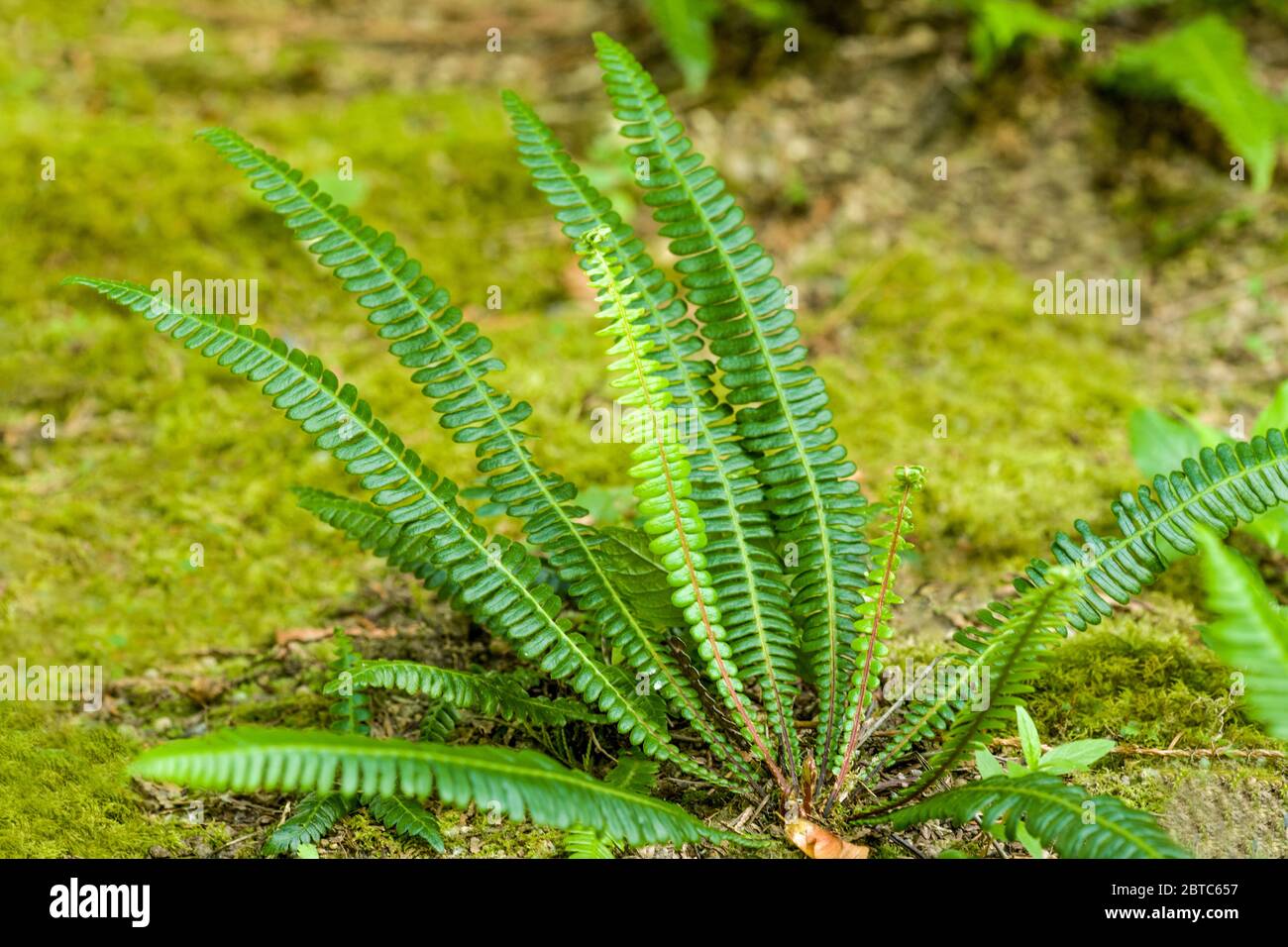 Cervi felci a Bellevue, Washington, USA. Il cervo felce appare vagamente come il germetto , almeno nella leuda di crescita, ma i foglietti sono attaccati alla lea Foto Stock