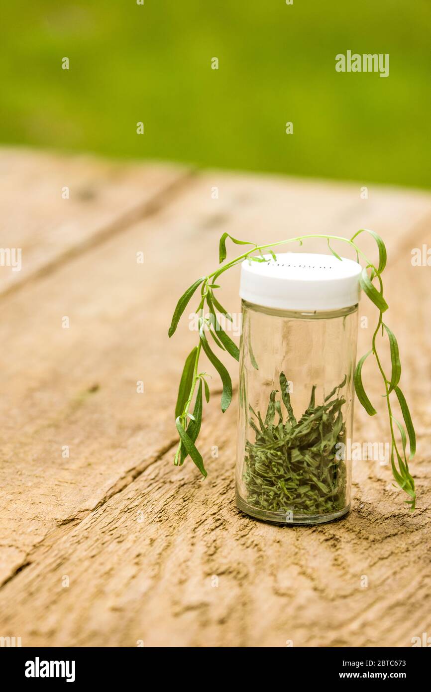 Vasetto di dragoncello fresco e essiccato su un tavolo da picnic a Issaquah, Washington, USA Foto Stock
