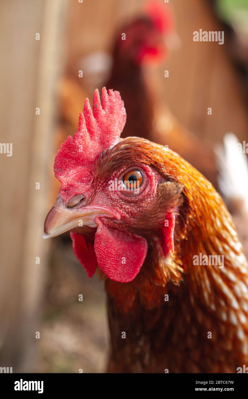 Una gallina di strato su una fattoria biologica rurale. Foto Stock