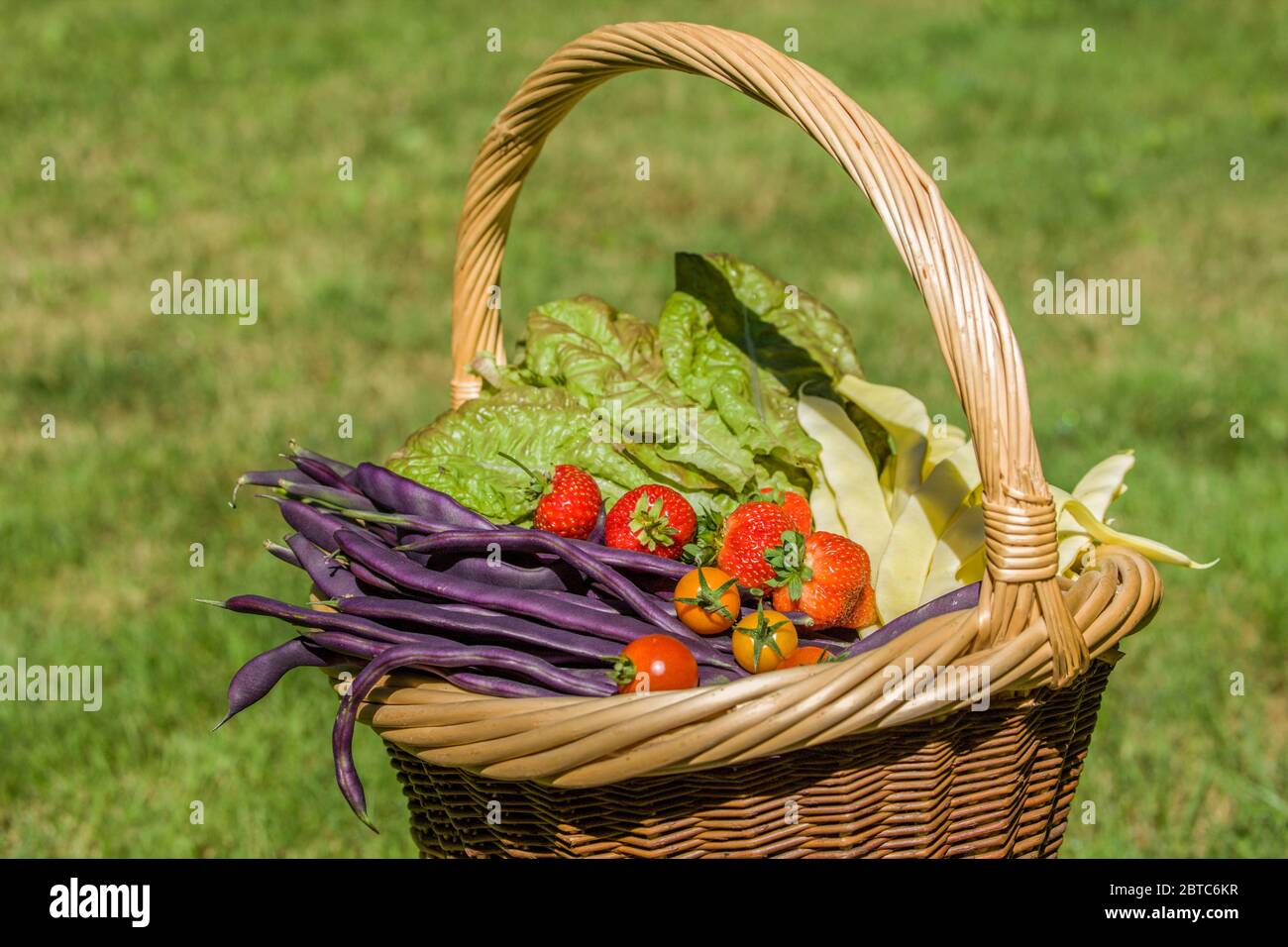 Cestino di prodotti freschi (fagioli palusti viola, fagioli palusti Golden Gate, fragole, lattuga di continuità e pomodori ciliegia Sungold) Foto Stock