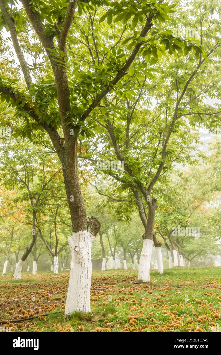 File di colossali alberi di castagno vicino Hood River, Oregon, Stati Uniti. Questa varietà è un ibrido giapponese/europeo sviluppato per le sue grandi dimensioni, dolcezza e. Foto Stock