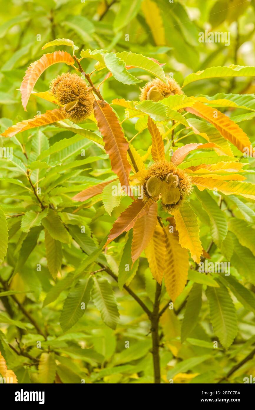 Primo piano di un colossale albero di castagno vicino a Hood River, Oregon, USA. Questa varietà è un ibrido giapponese/europeo sviluppato per le sue grandi dimensioni, dolcezza Foto Stock