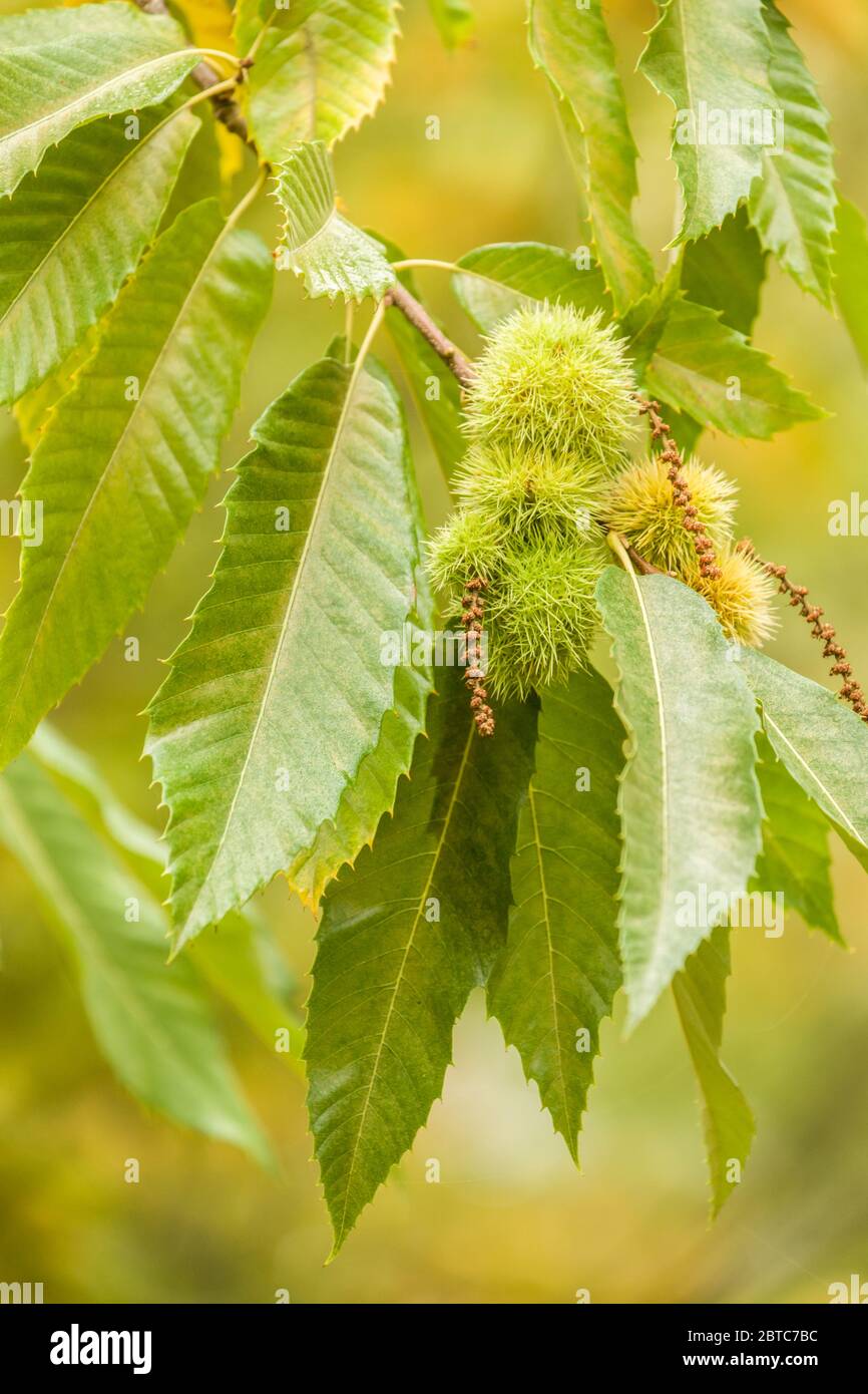 Primo piano di un colossale albero di castagno vicino a Hood River, Oregon, USA. Questa varietà è un ibrido giapponese/europeo sviluppato per le sue grandi dimensioni, dolcezza Foto Stock