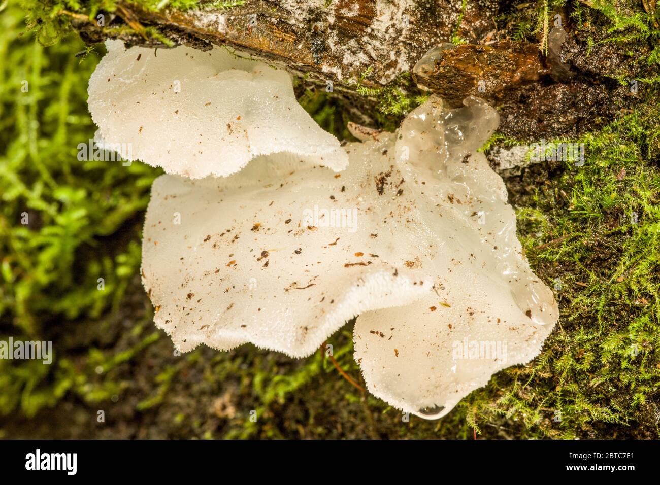 Il fungo della gelatina bianca (Pseudohydnum gelatinosum) è un fungo commestibile che ha una testa gelatinosa bianca traslucida, a volte grigia ombreggiata che si trova Foto Stock
