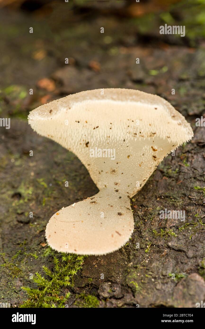 Il fungo della gelatina bianca (Pseudohydnum gelatinosum) è un fungo commestibile che ha una testa gelatinosa bianca traslucida, a volte grigia ombreggiata che si trova Foto Stock