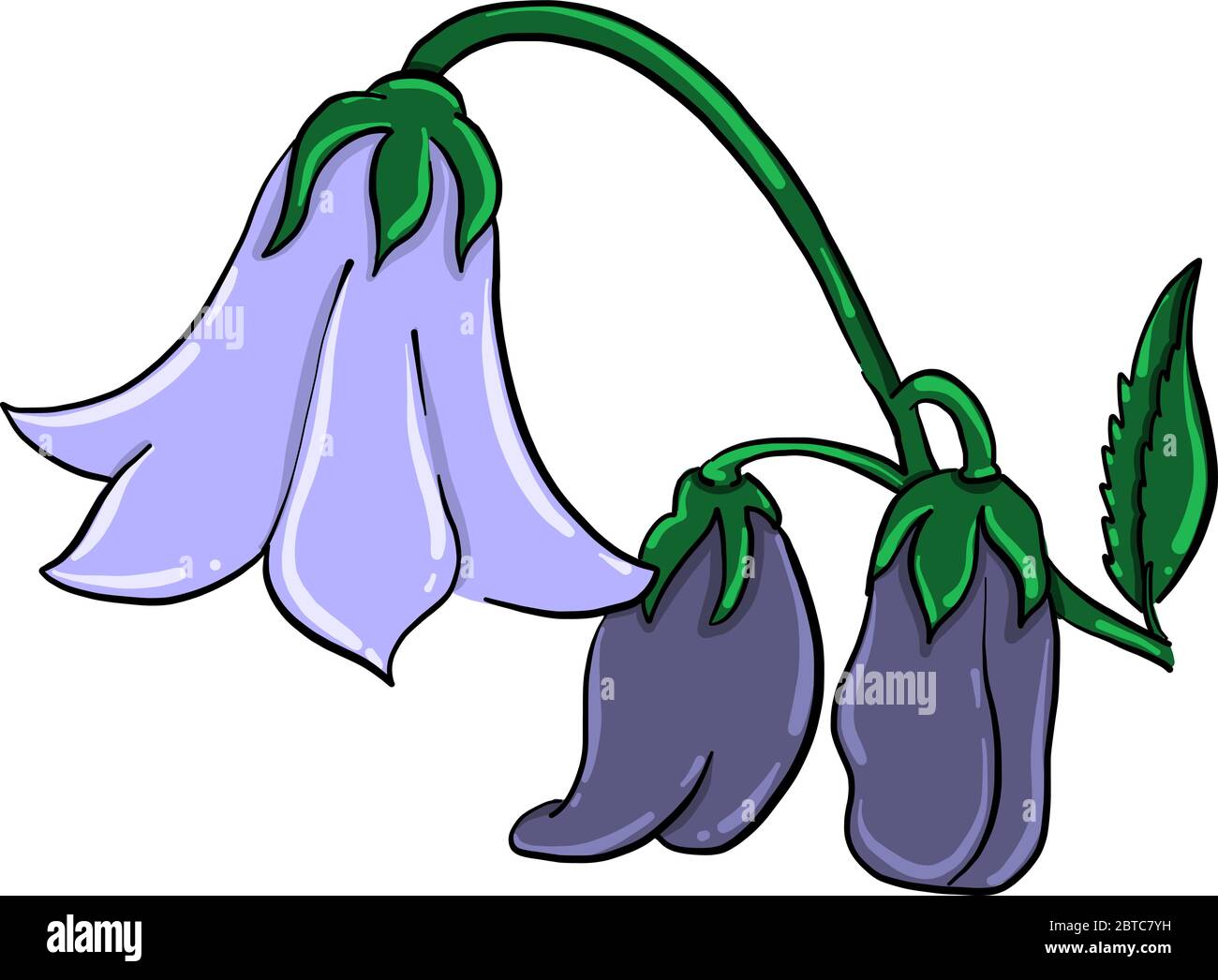Fiore di campana viola , illustrazione, vettore su sfondo bianco Illustrazione Vettoriale