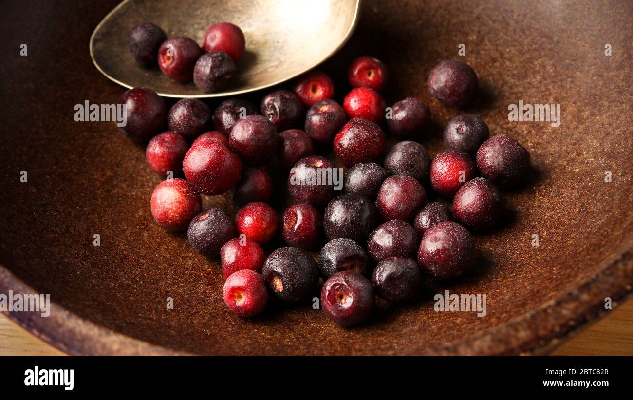 Grewia asiatica (Phalsa) in pentola di legno Foto Stock