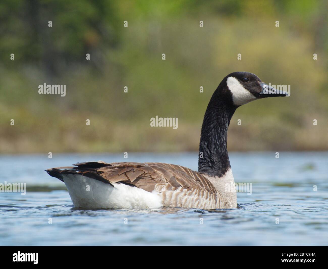 Quebec, Canada. Un'oca canadese nel suo ambiente naturale. Foto Stock