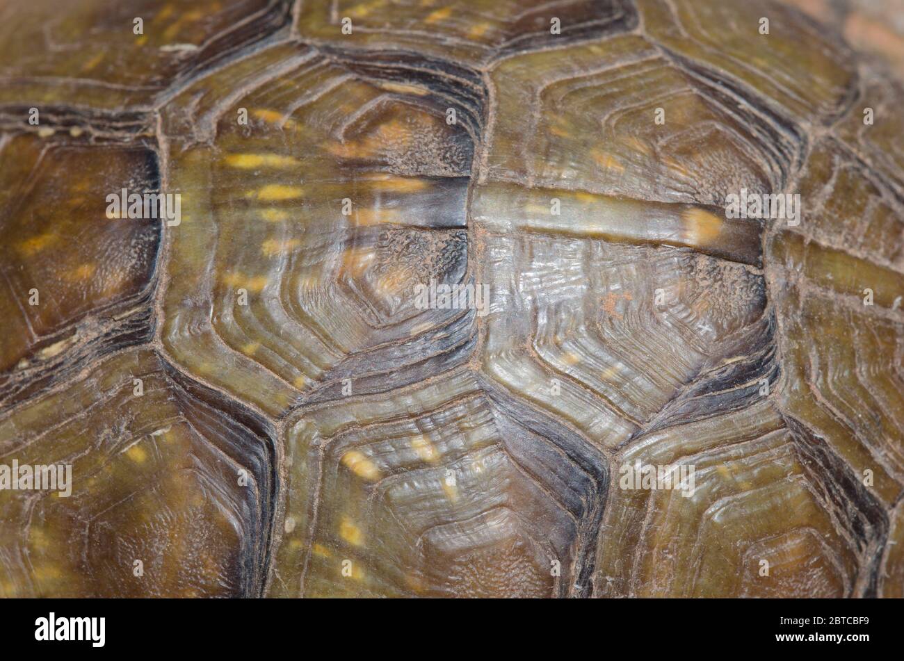 Tartaruga a tre punte, Terrapene carolina, motivo a guscio Foto Stock