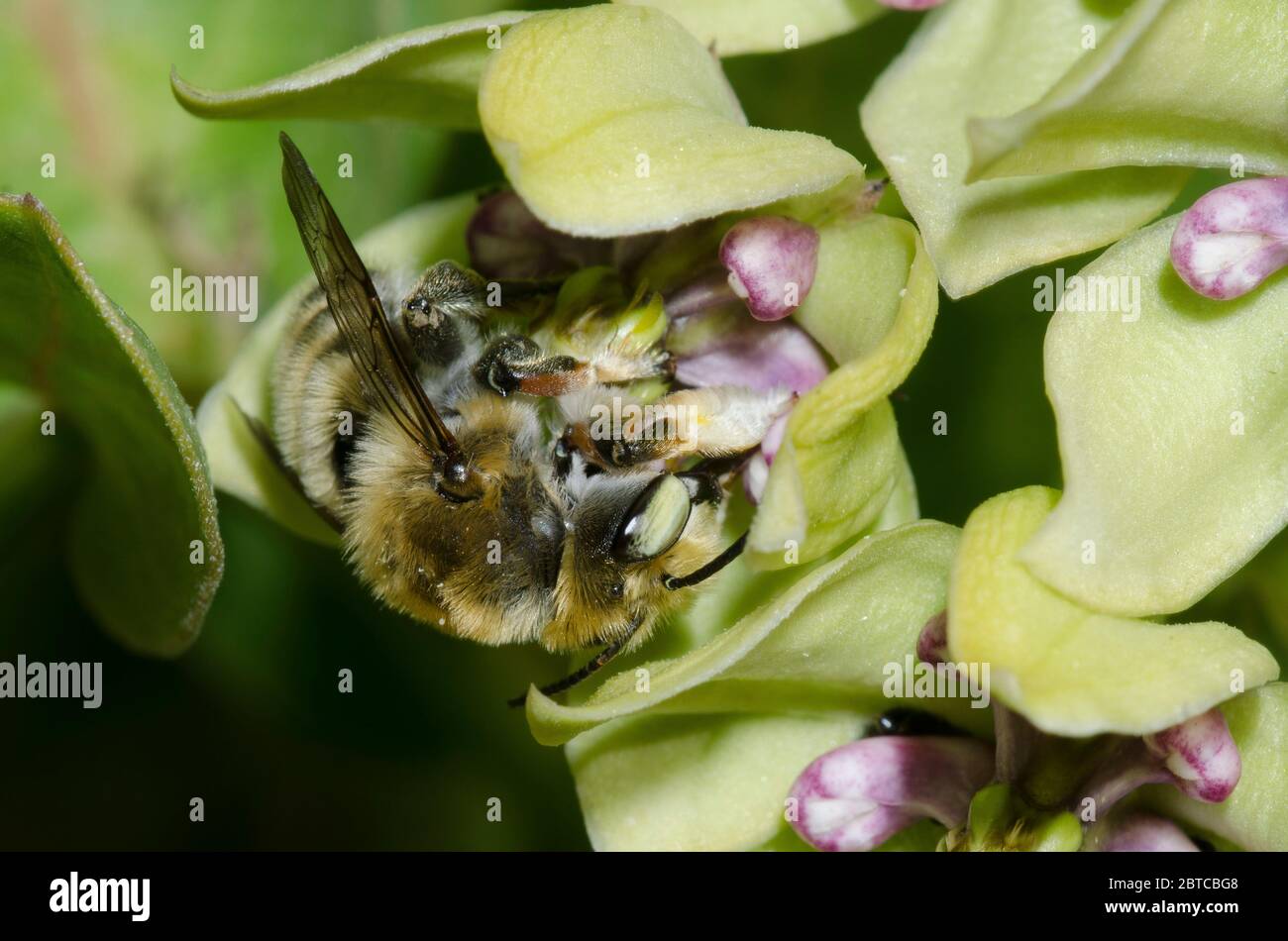 Foglia-taglierina ape, Megachile sp., foraggio su verde mungitura, Asclepias viridis Foto Stock