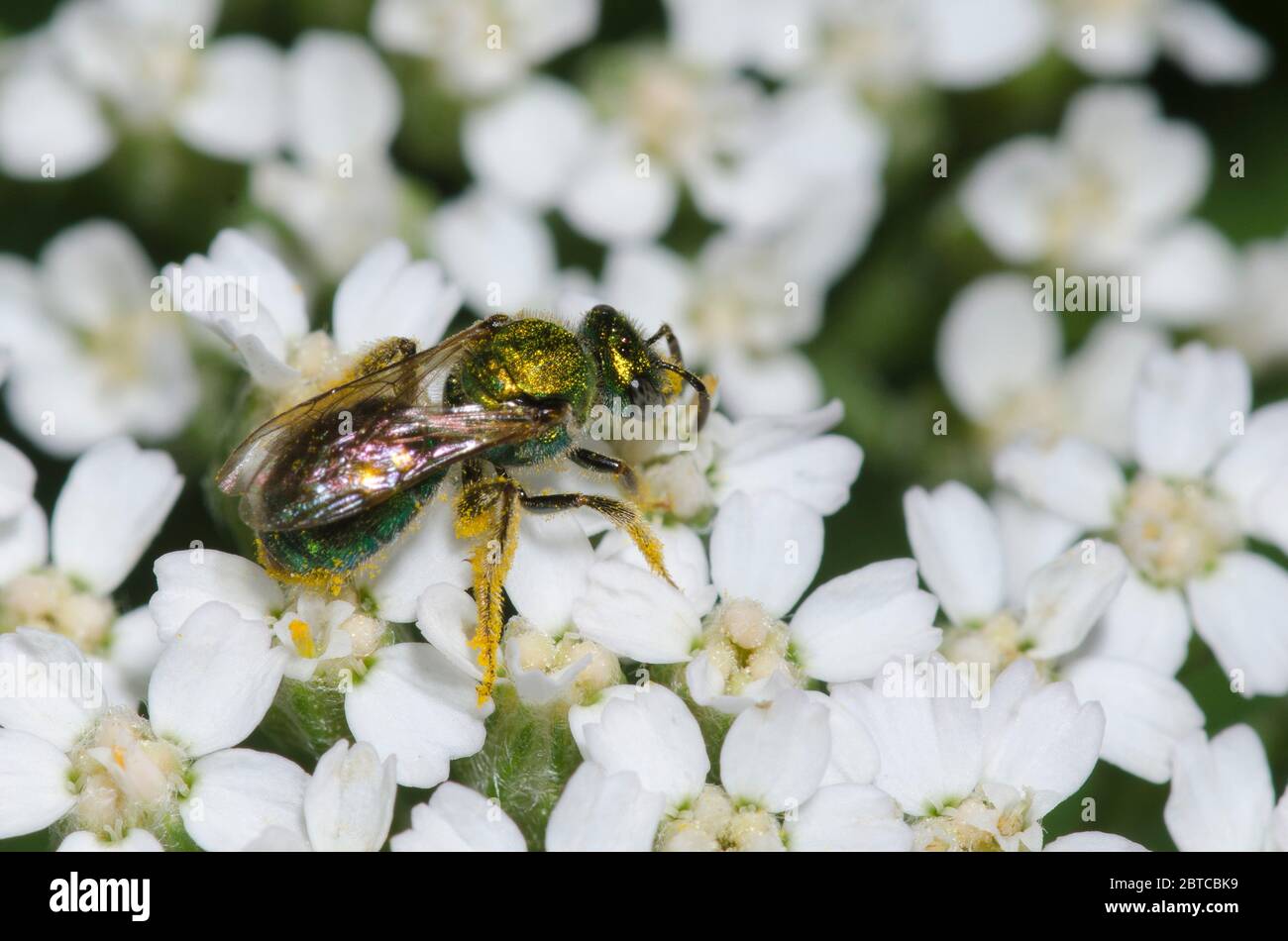 Zenzatetto, Augoclorella sp., foraggio su yarrow, Achillea millefolium Foto Stock