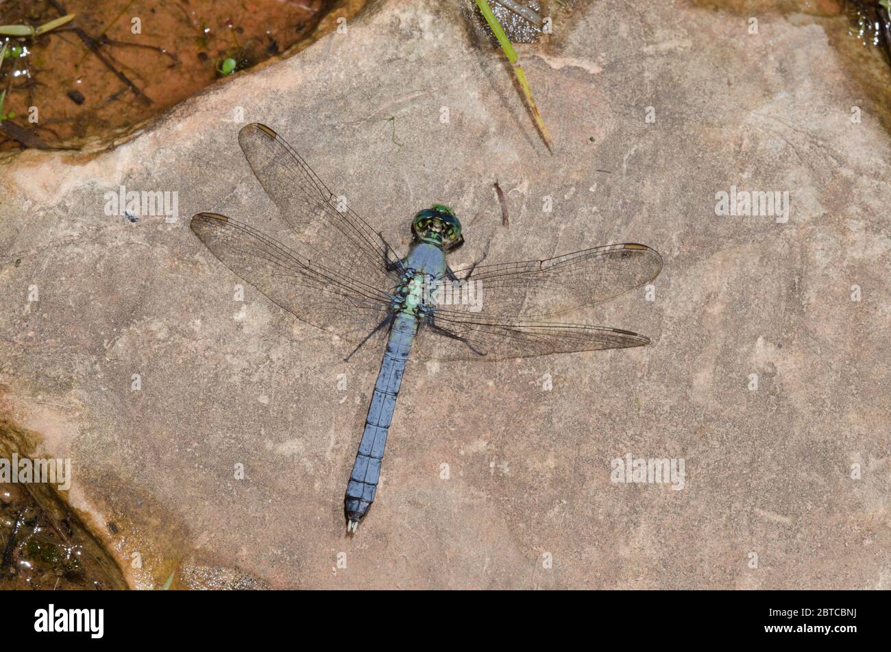 Pondhawk orientale, Erythemis simplicicollis, maschio Foto Stock