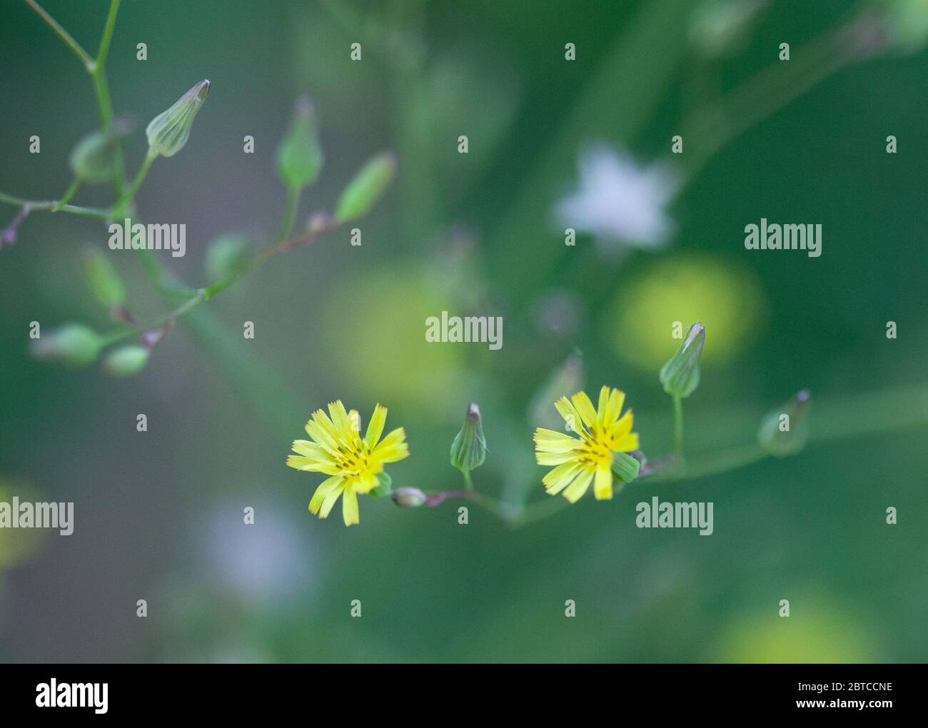 Delicati fiori gialli, Falso orientale Hawksbeard, Youngia japonica, su sfondo verde Foto Stock
