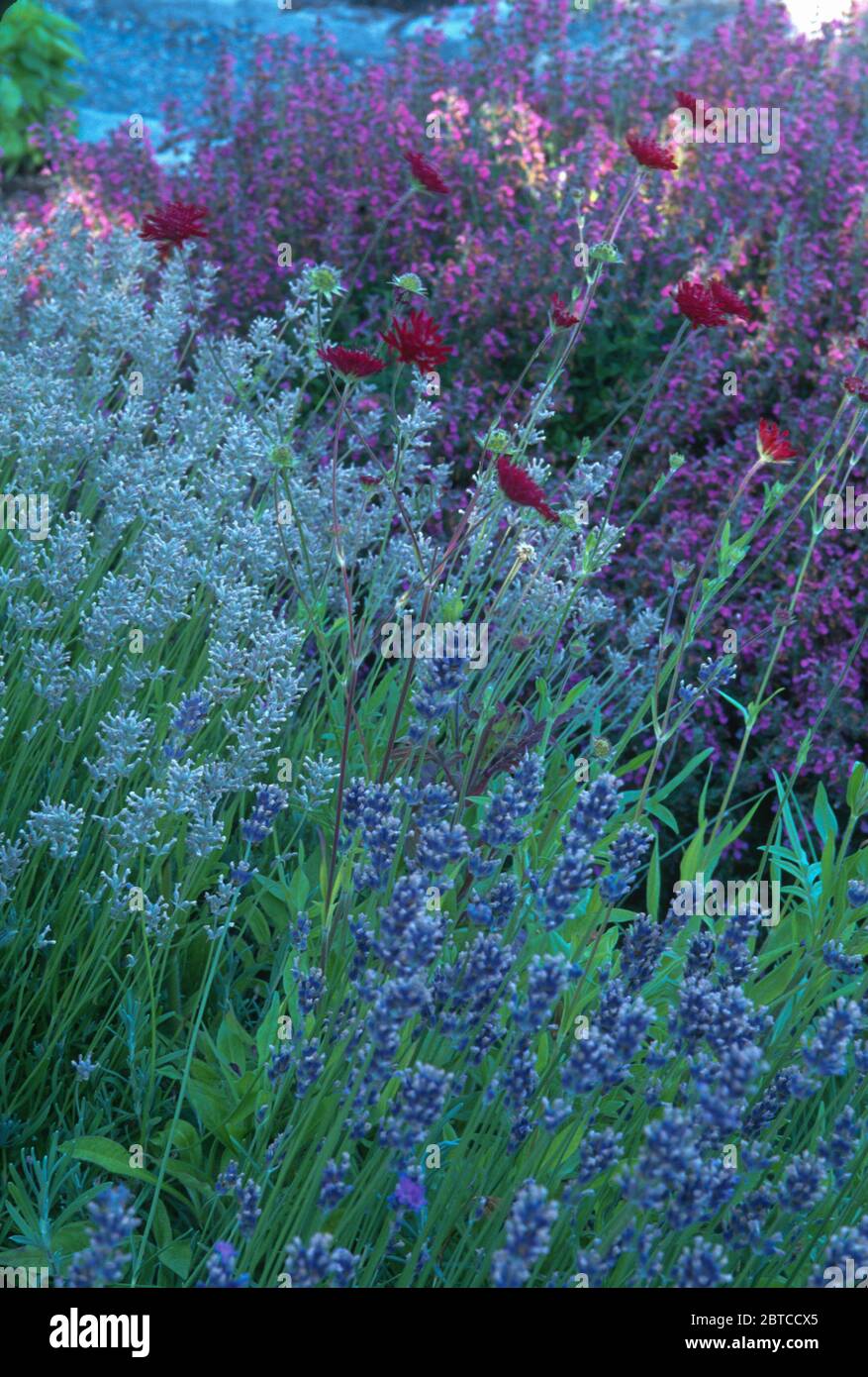 Combinatio piante di porpora azzurra e porpora rossa: Nepeta, Knautia, lavanda, Foto Stock