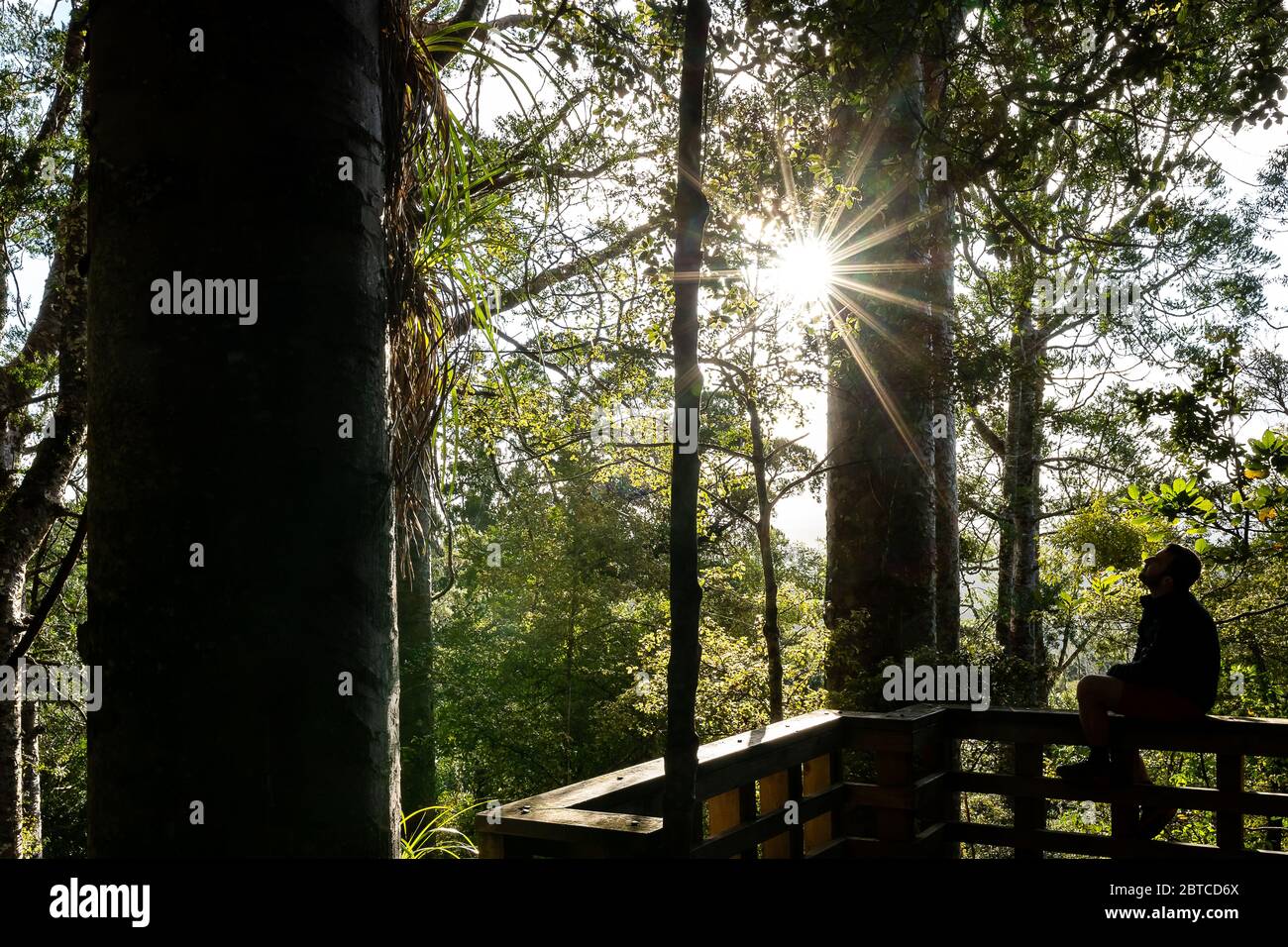 Un uomo guarda su un albero di kauri, Foresta di Puketi, Nuova Zelanda, settembre 2019 Foto Stock