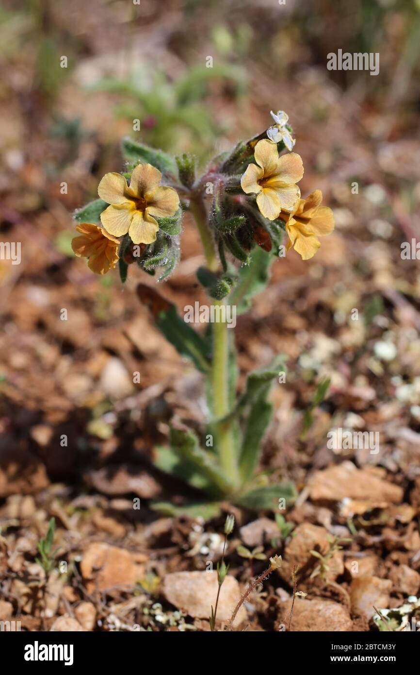 Alkanna stribrnyi - pianta selvaggia sparata in primavera. Foto Stock