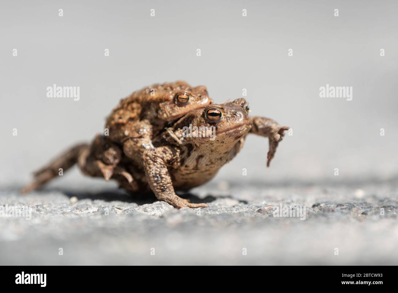 Primo piano due rane comuni da rana in coppia su una strada nel periodo primaverile. Scena della fauna selvatica dalla natura Foto Stock