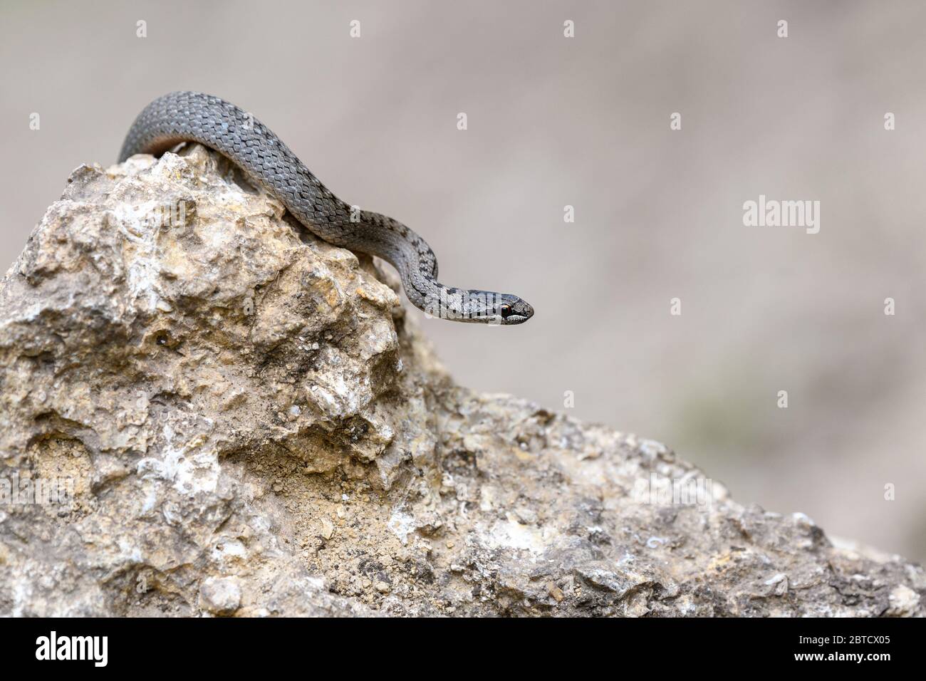 Lisci occhi serpenti (Coronella austriaca) presi su habitat naturale di paludi su pietra Foto Stock