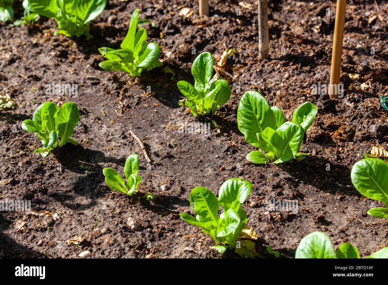 Lattuga piccole piante di gemma che crescono in un terreno di orto in un giardino inglese cottage Foto Stock