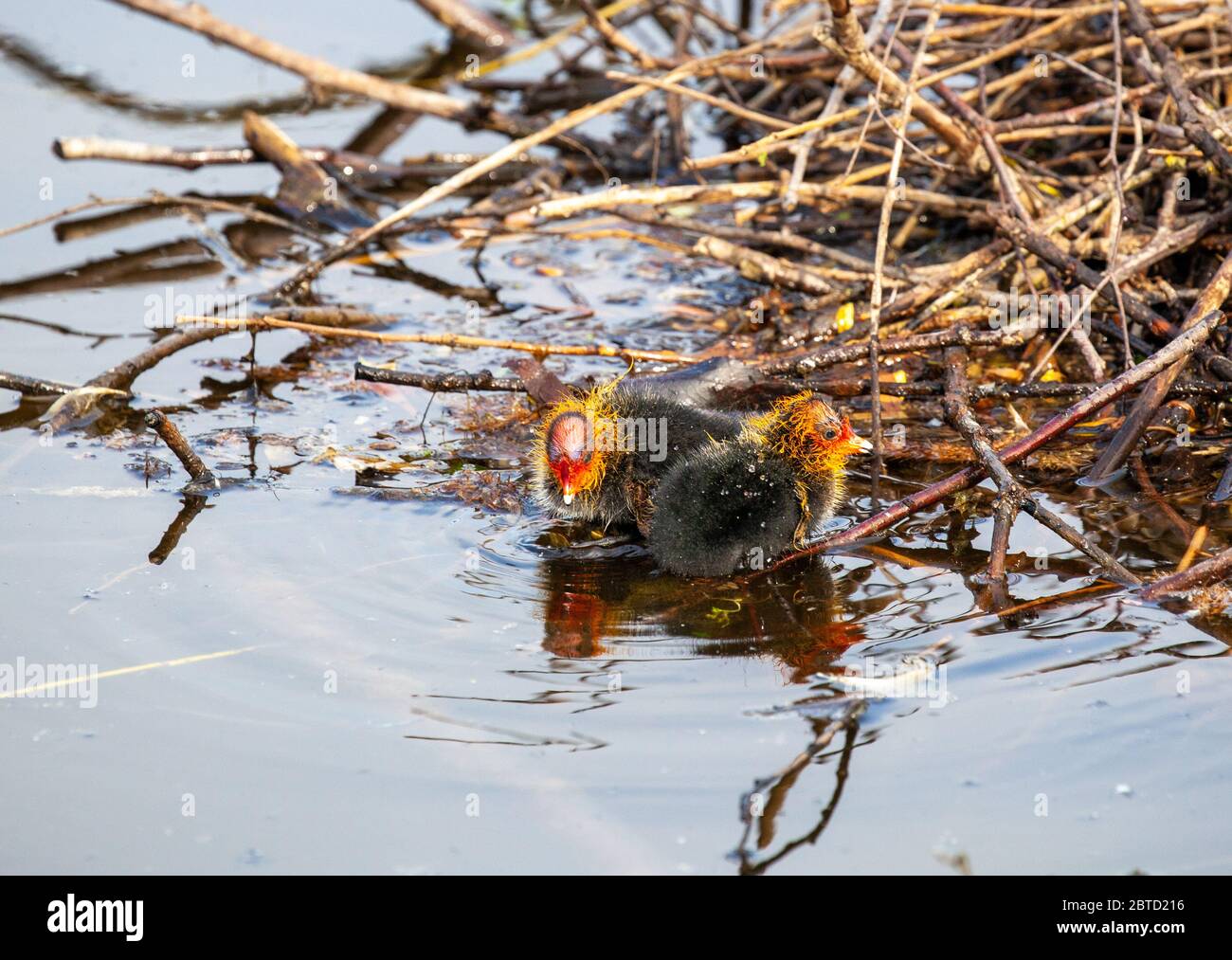Water Bird Coot Fulica atra pulcini su Winterley Pool Cheshire Inghilterra Foto Stock