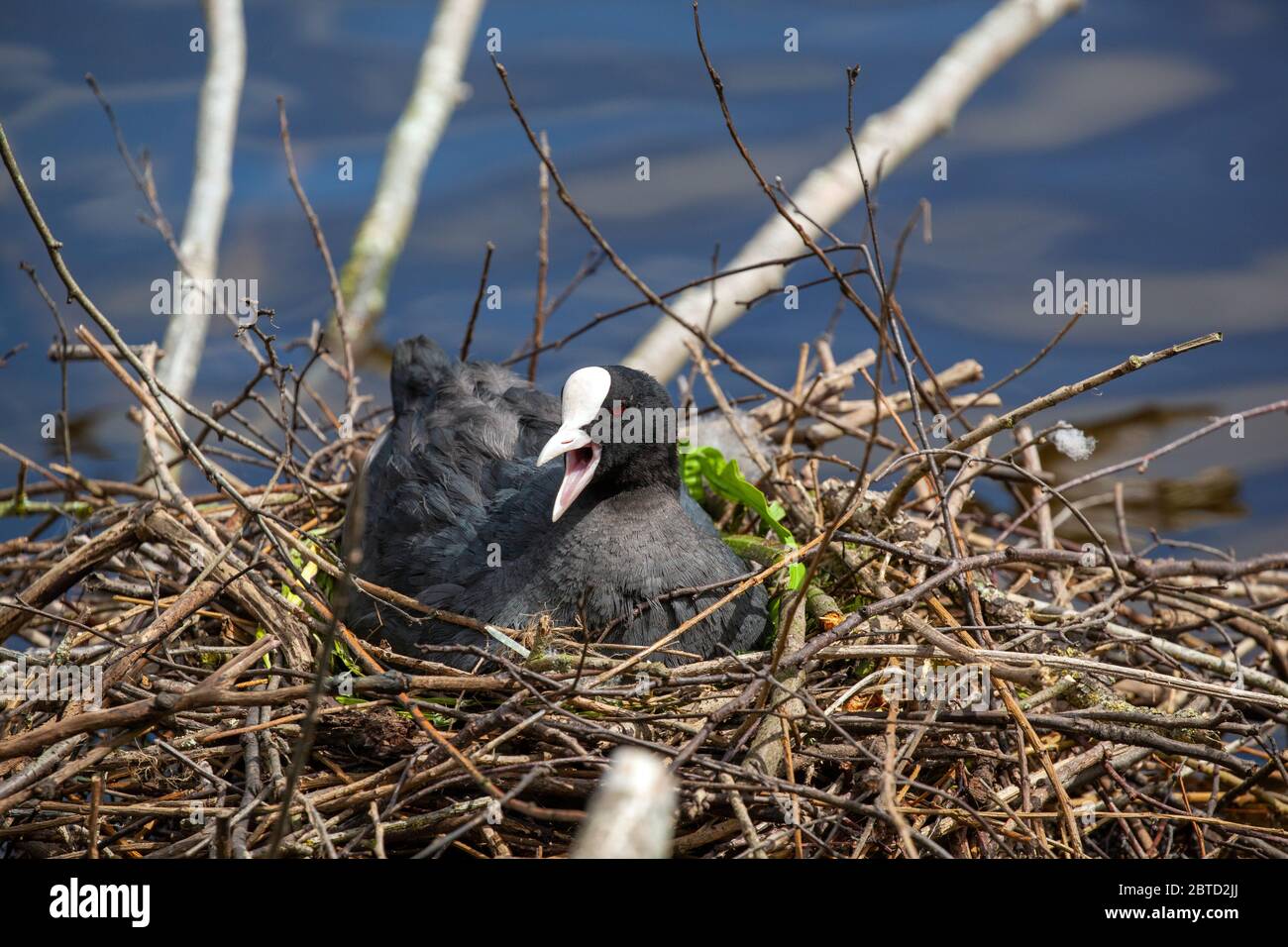 Water Bird Coot Fulica sul suo nido a Winterley Pool Cheshire Inghilterra Foto Stock