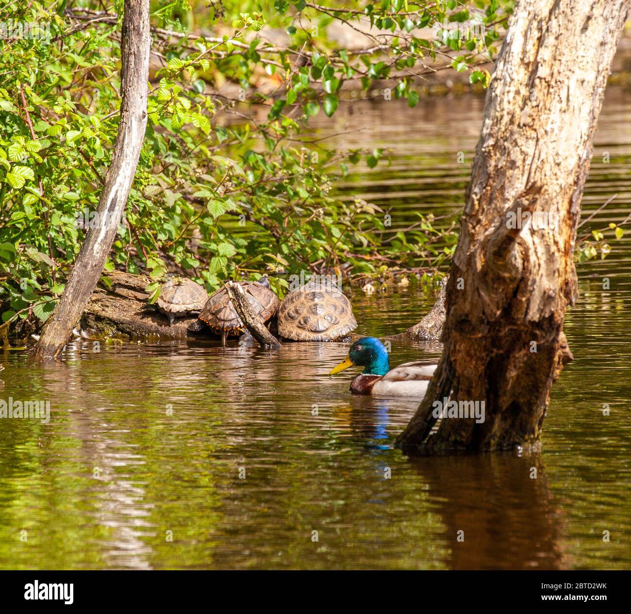 Terrapins crogiolarsi al sole su Winterley Pool Cheshire Inghilterra UK Foto Stock