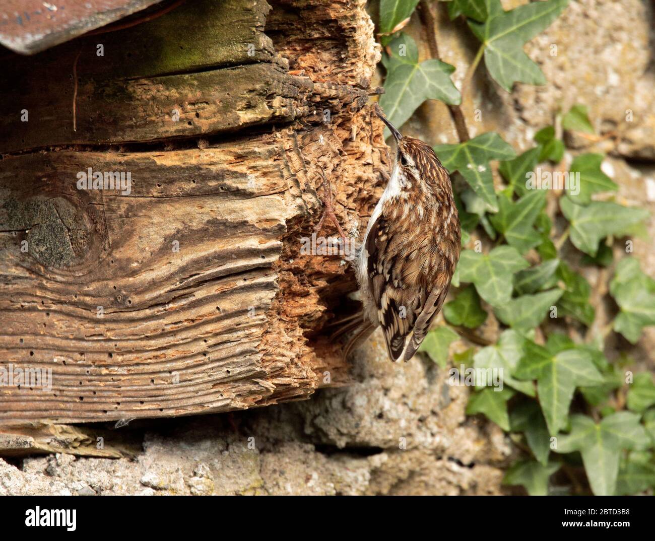 Rampichino alpestre Foto Stock