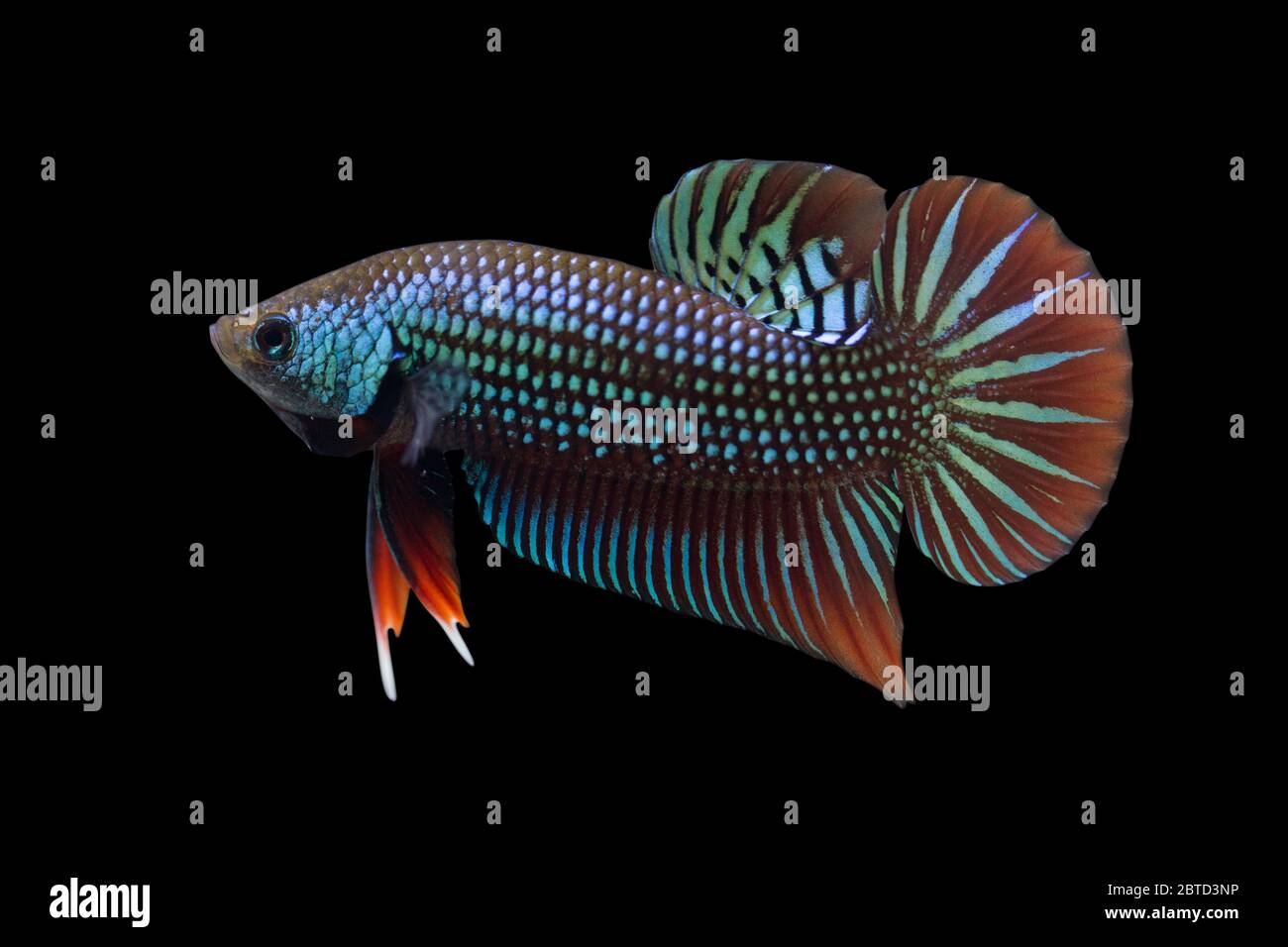 Wild Betta Mahachaiensis maschio o Plakat Fighting Fish Splendens su sfondo nero. Foto Stock