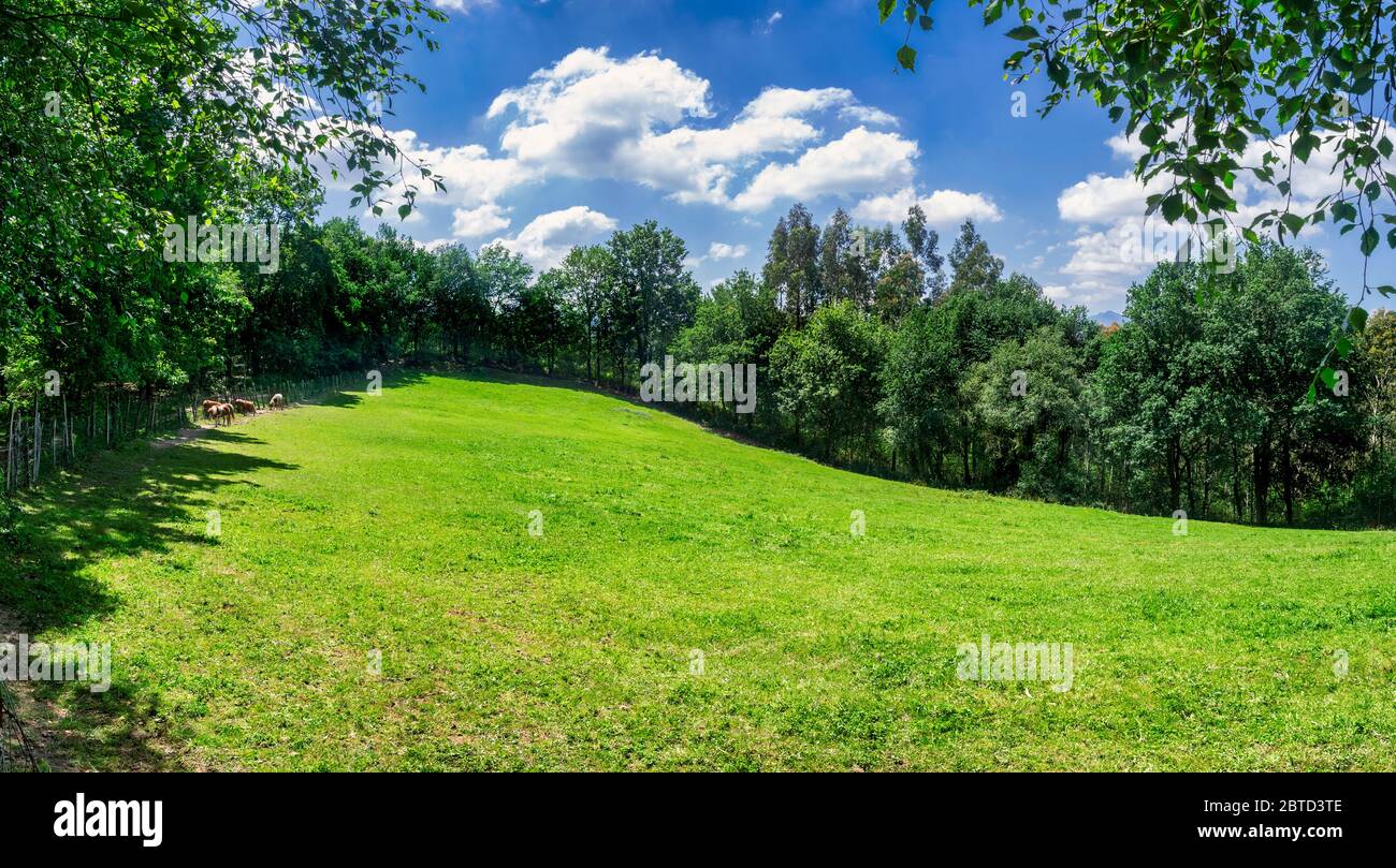 Pottokak al prato di Euskadi in primavera Foto Stock