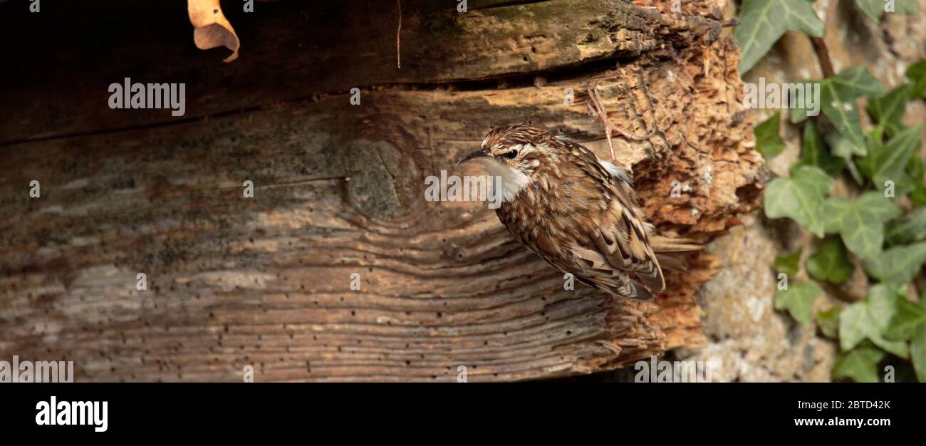 Rampichino alpestre Foto Stock