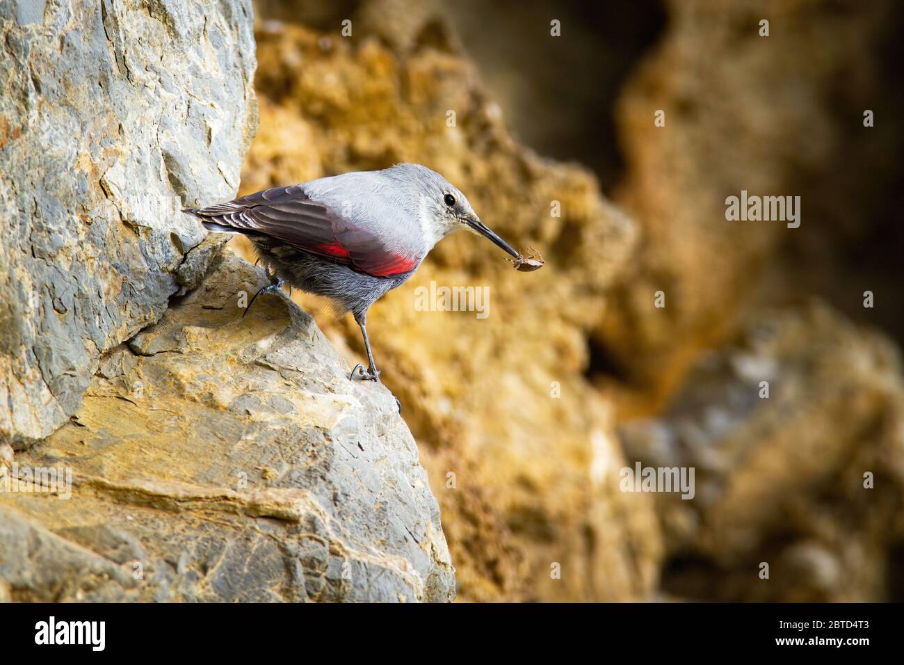 Piccolo wallsuperriduttore che tiene insetto in becco e seduto su roccia in montagna Foto Stock