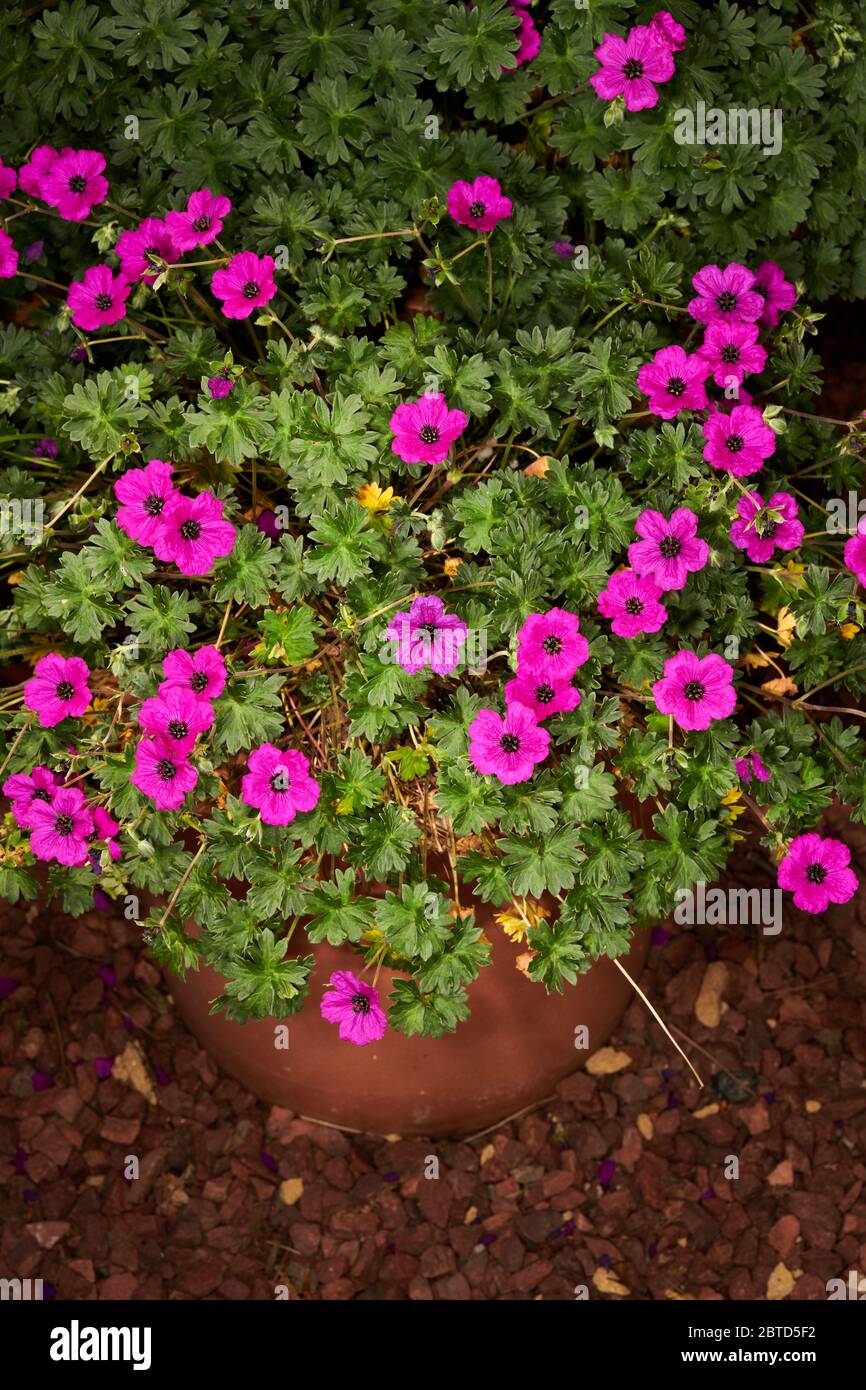 Vaso di fiori viola geranio (cinereum jolly gioiello - noortpur) fiorente in un giardino all'inizio dell'estate. Foto Stock