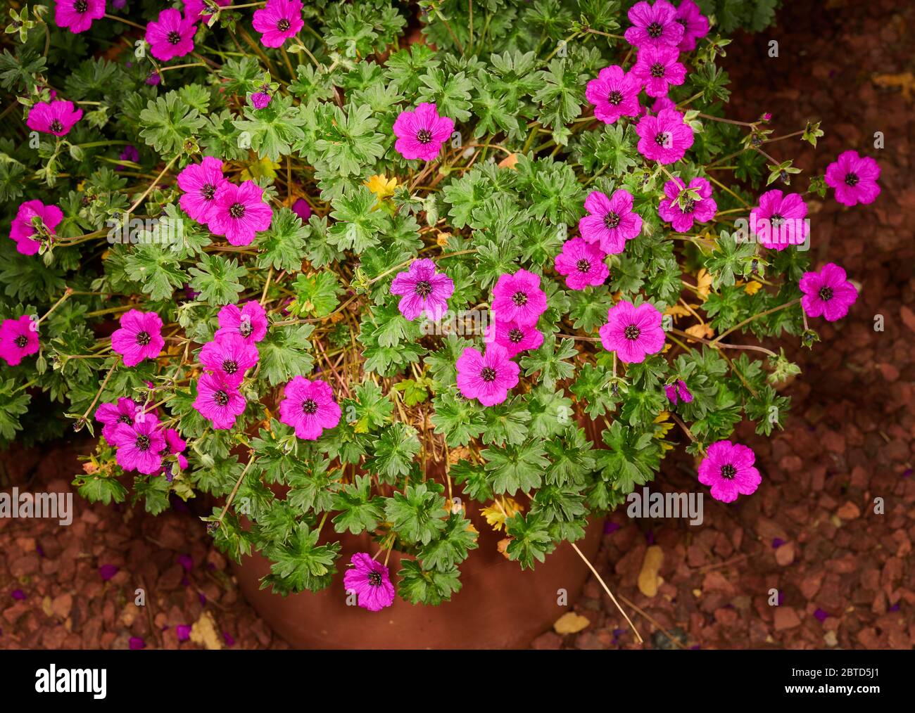 Vaso di fiori viola geranio (cinereum jolly gioiello - noortpur) fiorente in un giardino all'inizio dell'estate. Foto Stock