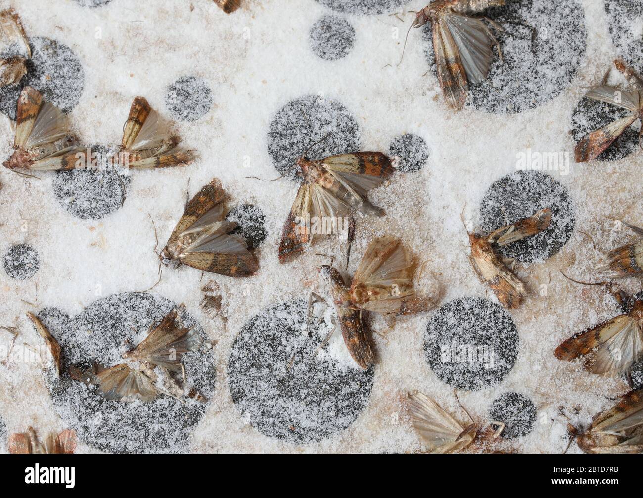 I tombini morti hanno chiamato Indianmeal-Moth sulla esca adesiva con colla potente per catturare gli insetti nocivi Foto Stock