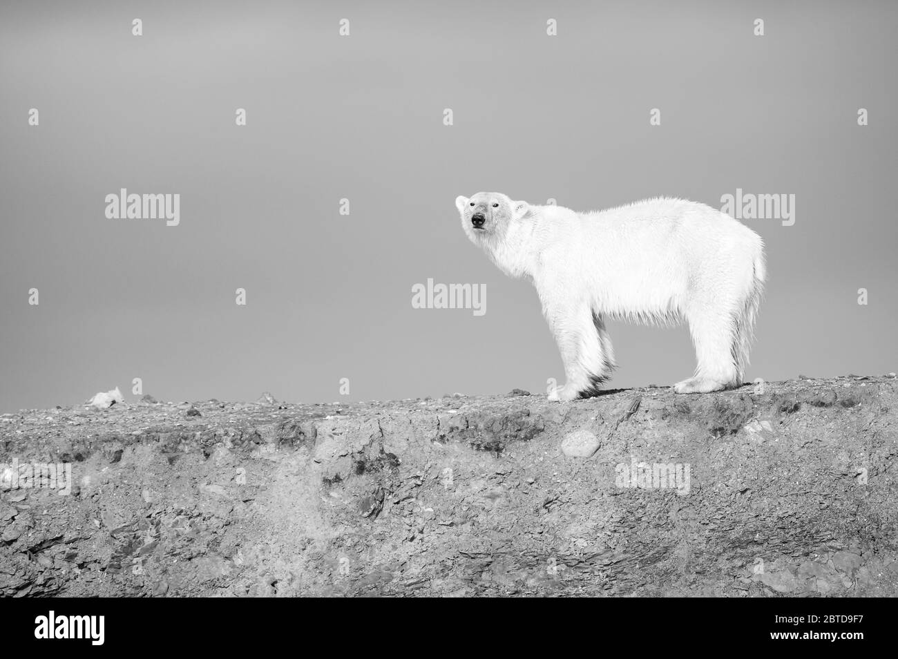 Un orso polare che cammina a Spitzbergen Foto Stock