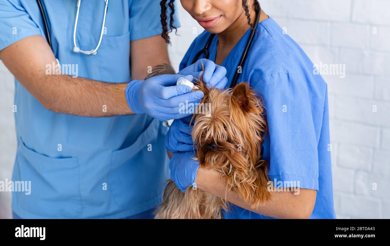 Irriconoscibile veterinario medici utilizzando gocce auricolare per trattare la malattia dell'orecchio del cane piccolo in clinica, closeup. Panorama Foto Stock