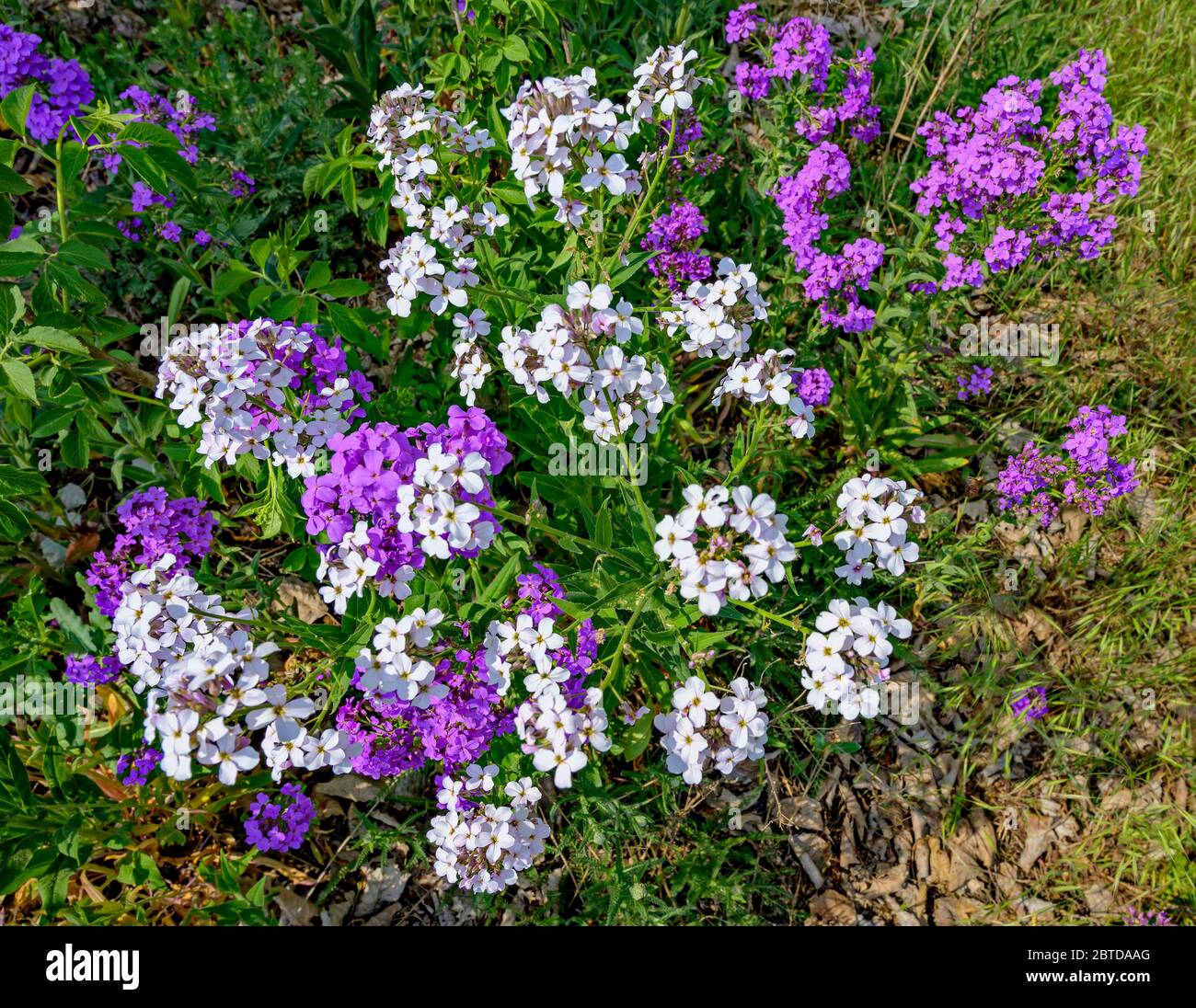 fiori bianchi e lilla di una pianta di fiori di campo al sole ai margini di un prato Foto Stock