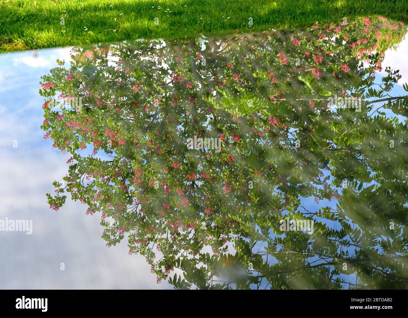 speculare di un fiorente castagno di cavallo rosso in una lastra di vetro piatta Foto Stock